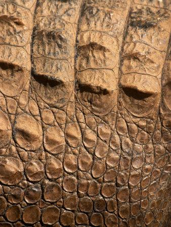 'Detail of Crocodile Skin, Australia' Photographic Print - David Wall ...