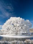 Hoar Frost on Willow Tree, near Omakau, Central Otago, South Island, New Zealand-David Wall-Photographic Print