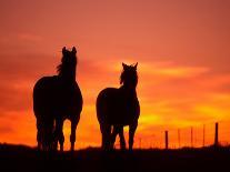 Horses at Sunset near Ranfurly, Maniototo, Central Otago-David Wall-Photographic Print