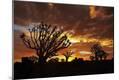 Photographic Print