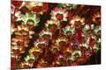 Premium Photographic Print