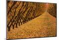 Premium Photographic Print