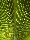 Palm Frond, Nadi, Viti Levu, Fiji, South Pacific-David Wall-Photographic Print