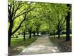 Photographic Print