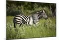 Photographic Print