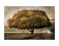 Frosted Tree and Fence-David Winston-Giclee Print