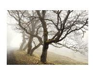 Frosted Tree and Fence-David Winston-Framed Giclee Print