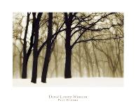 Quiet Woods-David Winston-Art Print