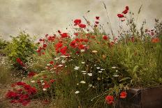Poppy Garden-David Winston-Art Print