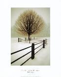 Frosted Tree and Fence-David Winston-Giclee Print
