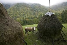 Traditional Alpine Agriculture With Hayrick And Grazing Cow (Bos Taurus) Amidst Woodland. Romania-David Woodfall-Photographic Print