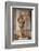 David-Donatello-Framed Photographic Print