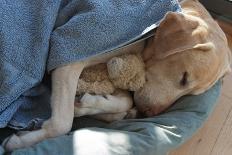 Labrador Sleeping and Hugging a Teddy Bear-davidsunyol-Mounted Photographic Print