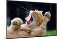 Premium Photographic Print