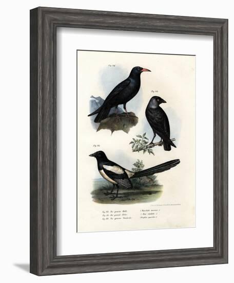 Daw, 1864-null-Framed Giclee Print