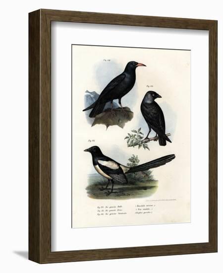 Daw, 1864-null-Framed Giclee Print