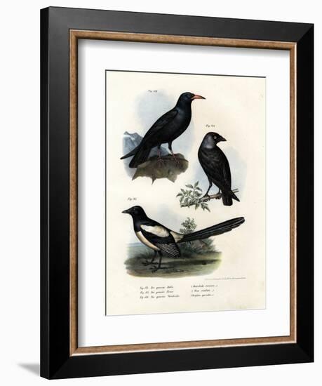 Daw, 1864-null-Framed Giclee Print