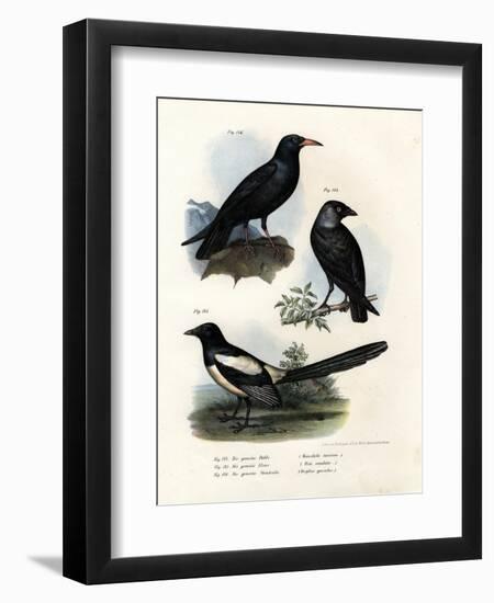 Daw, 1864-null-Framed Giclee Print