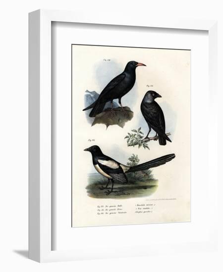 Daw, 1864-null-Framed Giclee Print