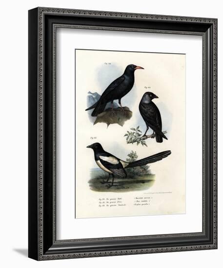 Daw, 1864-null-Framed Giclee Print