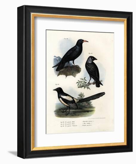 Daw, 1864-null-Framed Giclee Print