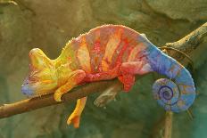 Close-Up of Multicolored Chameleon on Tree Branch-DawidKasza-Framed Premier Image Canvas