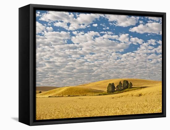 Dawn Breaks on Wheat Field, Walla Walla, Washington, USA-Richard Duval-Framed Premier Image Canvas