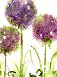 Alliums-Dawn Derman-Art Print