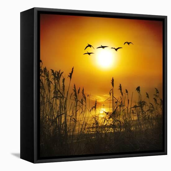 Dawn Flight-Adrian Campfield-Framed Premier Image Canvas