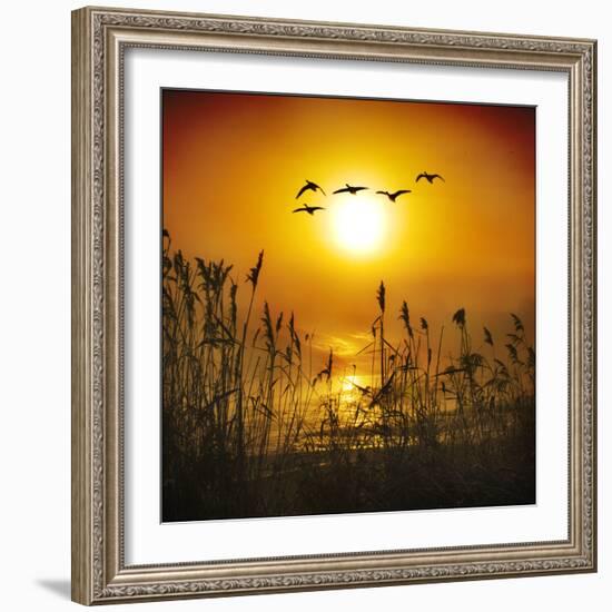 Dawn Flight-Adrian Campfield-Framed Photographic Print