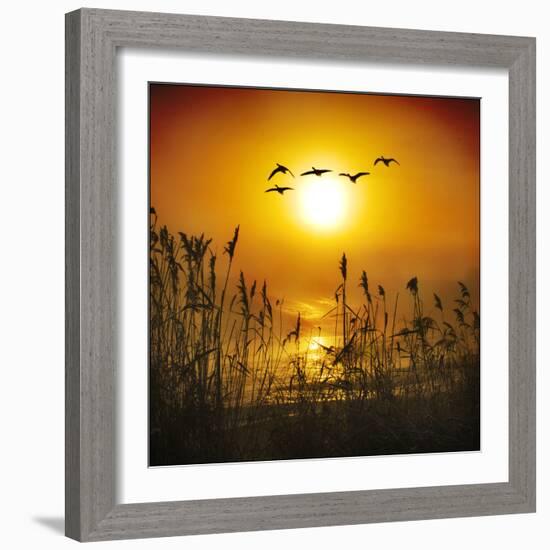 Dawn Flight-Adrian Campfield-Framed Photographic Print