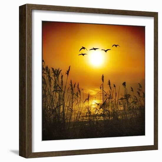 Dawn Flight-Adrian Campfield-Framed Photographic Print