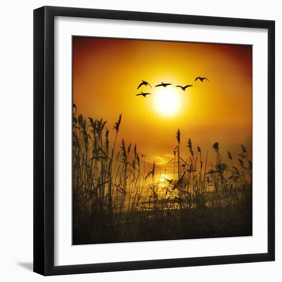 Dawn Flight-Adrian Campfield-Framed Photographic Print