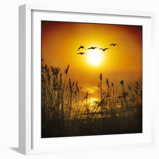 Dawn Flight-Adrian Campfield-Framed Photographic Print