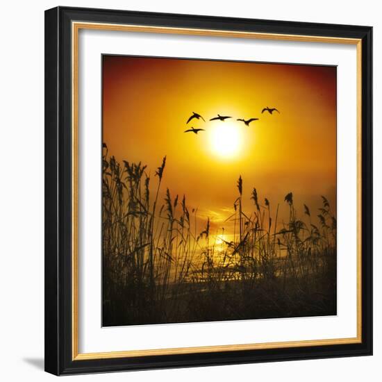 Dawn Flight-Adrian Campfield-Framed Photographic Print