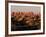 Dawn in the Needles District, Cedar Mesa Sandstone, Canyonlands National Park, Utah, USA-Jerry & Marcy Monkman-Framed Photographic Print