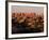 Dawn in the Needles District, Cedar Mesa Sandstone, Canyonlands National Park, Utah, USA-Jerry & Marcy Monkman-Framed Photographic Print