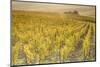 Dawn in the vineyards of Sancerre, Cher, Centre, France, Europe-Julian Elliott-Mounted Photographic Print