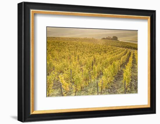 Dawn in the vineyards of Sancerre, Cher, Centre, France, Europe-Julian Elliott-Framed Photographic Print