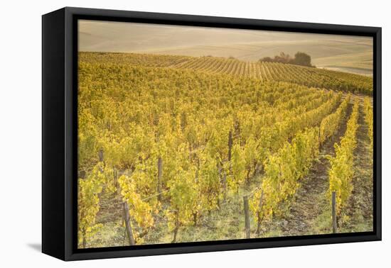 Dawn in the vineyards of Sancerre, Cher, Centre, France, Europe-Julian Elliott-Framed Premier Image Canvas