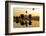 Dawn Light at Prosser Balloon Rally, Prosser, Washington, USA-Richard Duval-Framed Photographic Print