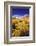 Dawn Light on Rabbitbrush and Sierra Crest, Inyo National Forest, California-Russ Bishop-Framed Photographic Print