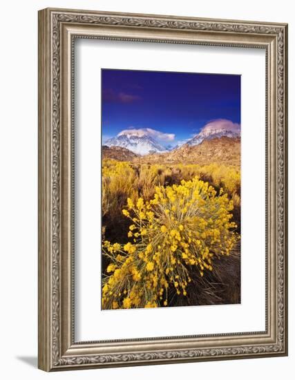 Dawn Light on Rabbitbrush and Sierra Crest, Inyo National Forest, California-Russ Bishop-Framed Photographic Print