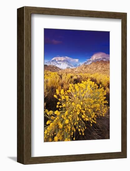 Dawn Light on Rabbitbrush and Sierra Crest, Inyo National Forest, California-Russ Bishop-Framed Photographic Print