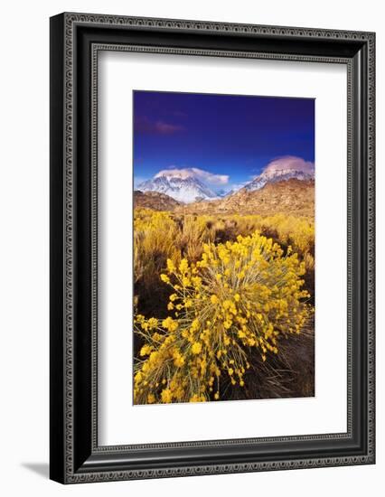 Dawn Light on Rabbitbrush and Sierra Crest, Inyo National Forest, California-Russ Bishop-Framed Photographic Print