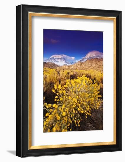 Dawn Light on Rabbitbrush and Sierra Crest, Inyo National Forest, California-Russ Bishop-Framed Photographic Print