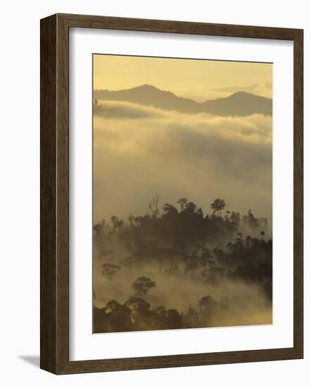 Dawn Light Silhouettes the Trees of the Rainforest, Danum Valley, Sabah, Island of Borneo, Malaysia-Louise Murray-Framed Photographic Print