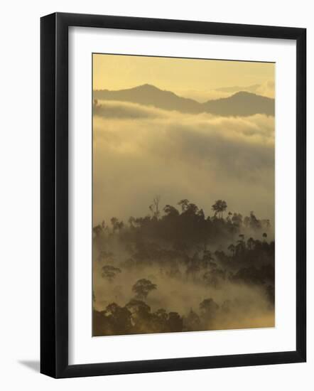 Dawn Light Silhouettes the Trees of the Rainforest, Danum Valley, Sabah, Island of Borneo, Malaysia-Louise Murray-Framed Photographic Print