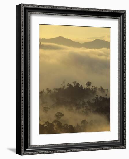 Dawn Light Silhouettes the Trees of the Rainforest, Danum Valley, Sabah, Island of Borneo, Malaysia-Louise Murray-Framed Photographic Print