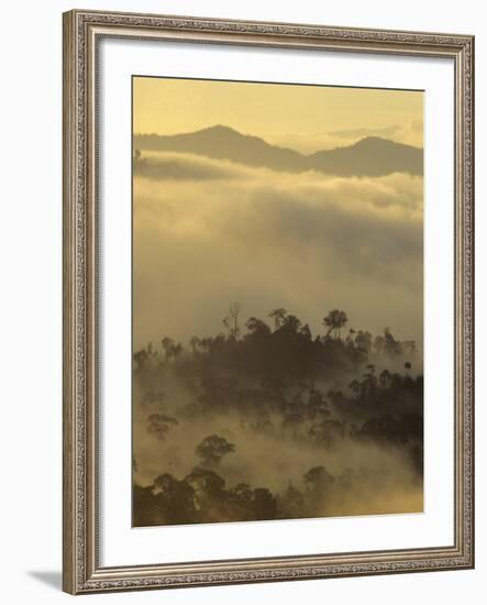 Dawn Light Silhouettes the Trees of the Rainforest, Danum Valley, Sabah, Island of Borneo, Malaysia-Louise Murray-Framed Photographic Print